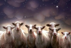 found-watching-sheep